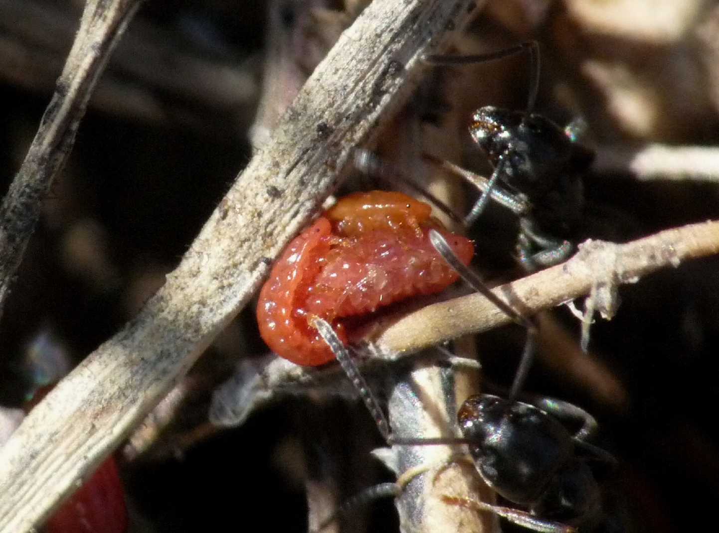 Afidi (Tetraneura sp.?) e coccidi ospiti di Tapinoma